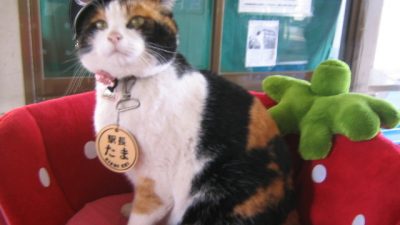 Как помочь бездомным кошкам? Японцы делают так