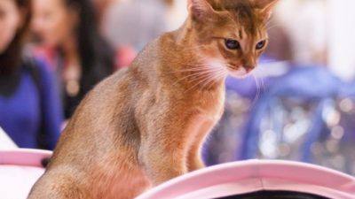 16 замученных кошек с передвижной выставки спасли псковские зоозащитники. Помогли новые статьи закона