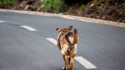 (Видео) Челябинский инспектор ДПС растрогал пользователей соцсетей. Он перекрыл движение, чтобы хромой пёс перешёл дорогу!