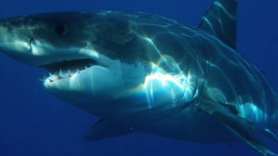 Спасти купающихся от акулы помог квадрокоптер