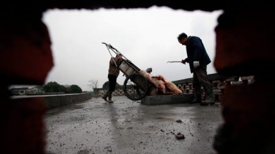 В Китае свинину вылавливают из рек