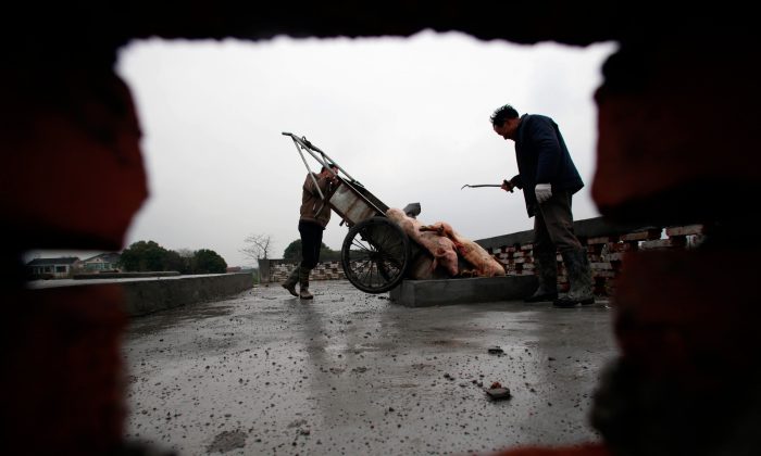 Жители деревни сбрасывают мертвых свиней в хранилище обеззараживания, построенное на сельскохозяйственных угодьях в городе в муниципалитете Цзясин, провинция Чжэцзян на востоке Китая, 13 марта 2013 г. (AFP / AFP / Getty Images) | Epoch Times Россия