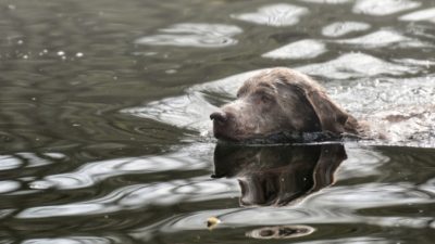 Бродячая собака провалилась под тонкий лёд. А очевидец не раздумывая разделся и нырнул в воду!