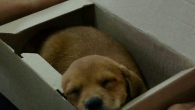 Ухоженного щенка бросили в коробке у приюта. Но из-за записки от бывшего хозяина он недолго будет одинок!