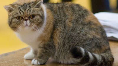 Почти 30 породистых и дорогих кошек с котятами нашли в лесу жители Подмосковья