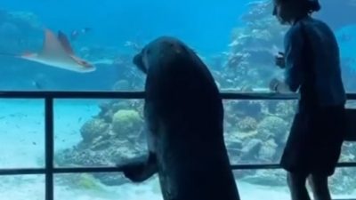 (Видео) Морской лев стал посетителем океанариума. Хоть кто-то счастлив во время пандемии!
