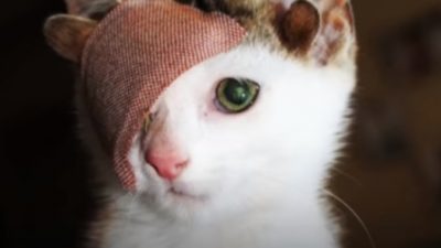 Бездомный одноглазый котёнок с четырьмя ушами нашёл любящих хозяев и покорил соцсети
