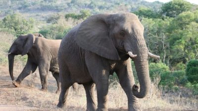 Пандемия помогла таиландским слонам попасть домой!