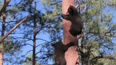 (Видео) Двух новорождённых медвежат в Карелии бросила мама. Пришлось людям брать дело в свои руки