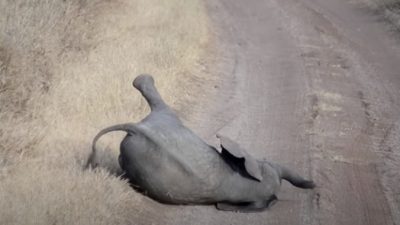 (Видео) Слонята умеют капризничать? Да! Точь-в-точь как 3-летние дети!