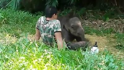 Стадо не приняло слонёнка, и он пришёл за утешением к своему воспитателю