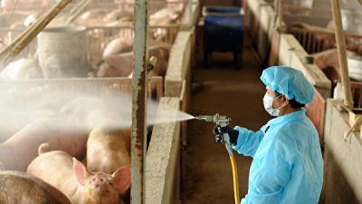 Обнаружили новый штамм свиного гриппа, который способен вызвать пандемию