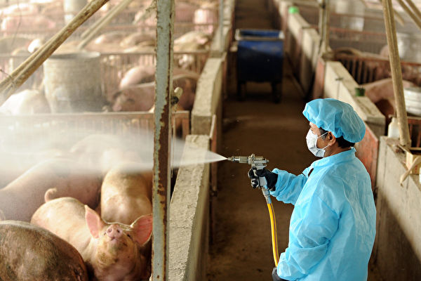 Сотрудник государственного департамента по борьбе с болезнями животных проводит дезинфекцию свинофермы в качестве меры предосторожности, уезд Чжанхуа, Тайвань, 27 апреля 2009 года. SAM YEH/AFP via Getty Images | Epoch Times Россия