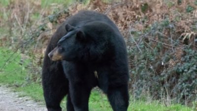 (Видео) Девушка замерла, когда к ней вплотную подошёл дикий медведь. А потом ей пришла мысль сделать селфи!