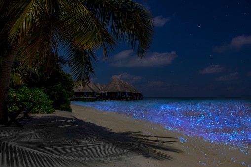 Флуоресцентный планктон на Мальдивах.
Фото: unsplash.com/s/photos/plankton | Epoch Times Россия
