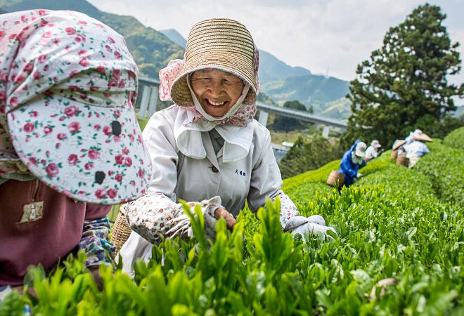 Женщины собирают чайные листья на ферме 1 мая 2014 года в городе Сидзуока (Япония). Япония производит около 100 тысяч тонн зелёного чая в год. С конца апреля и до начала мая крестьяне собирают «Сенчу» (листья чая первого сбора), который считают чаем высочайшего качества, одним из самых востребованных в мире. Фото: Chris McGrath/Getty Images | Epoch Times Россия
