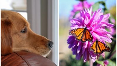 Пёс фотографируется с бабочками. И это прекрасная комбинация!