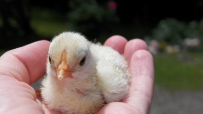(Видео) Тысячи цыплят вылупились из выброшенных на свалку просроченных яиц