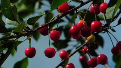 Польза вишни: почему вишню считают ягодой молодости