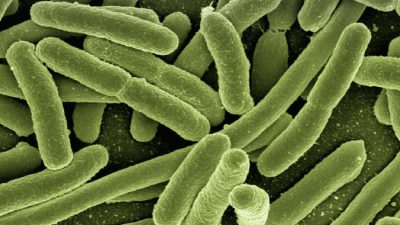 Устойчивые бактерии могут вернуть медицину в средневековье