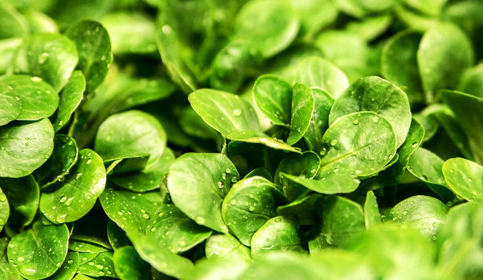 К продуктам, богатым Mg, можно отнести водоросли, тёмно-зелёные листовые и квашеные овощи. Фото: ejaugsburg /pixabay/CC0 Public Domain | Epoch Times Россия