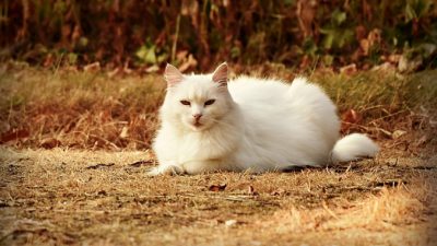 (Видео) Белый кот неожиданно появился на кладбище и начал разрывать могилу на глазах у родных умершего