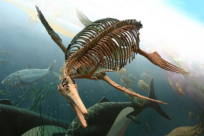 Окаменелый скелет ихтиозавра в Смитсоновском Национальном музее естественной истории. Фото: Ryan Somma (CC BY-SA 2.0) | Epoch Times Россия