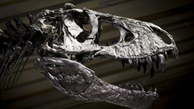 Учёные нашли беременную динозавриху
