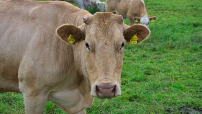 5 фактов современного животноводства