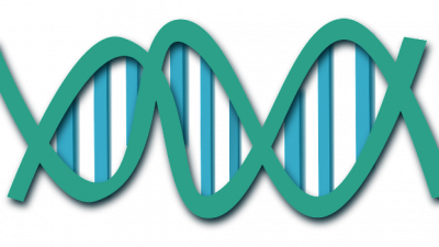 Анализ ДНК помог разрешить загадку басков