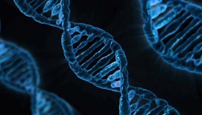 Человеческая ДНК. Фото: Public Domain | Epoch Times Россия