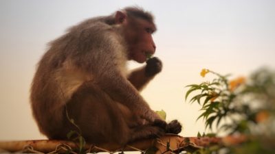 Что случилось с обезьяной, которая преподнесла Будде мёд?