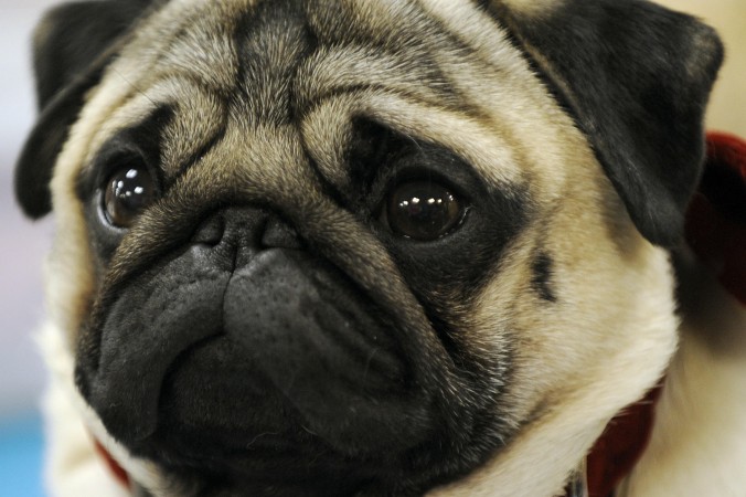 Мопсы и бульдоги в самолётах умирают чаще других собак. Фото: Timothy A. Clary/AFP/Getty Images | Epoch Times Россия