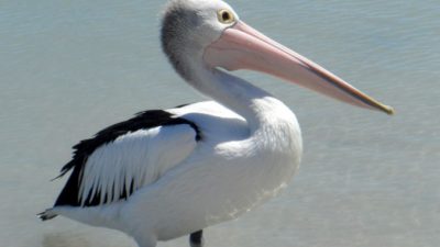 В китайском зоопарке пеликану распечатали клюв на 3D-принтере
