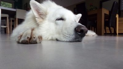 (Видео) Мужчина опубликовал ролик, как будит свою слепую и глухую собаку. И это невероятно мило!