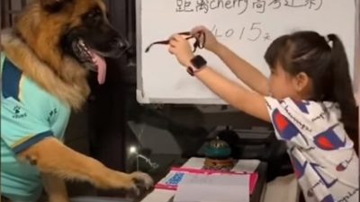 (Видео) Собака помогает маленькой хозяйке хитрить с уроками, да и вообще, ведёт себя как человек. Невероятная сообразительность!