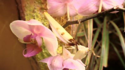 (Видео) Может ли орхидея съесть жука? Да, если эта орхидея — самый настоящий богомол!