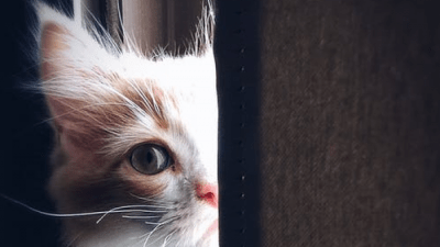Девять жизней кошки — миф или реальность?