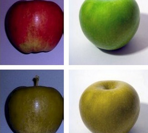 Нормальное видение красного и зелёного яблок (выше) и двуцветное восприятие их дальтониками (ниже). Фото: ru.wikipedia.org/CC BY-SA 3.0 | Epoch Times Россия