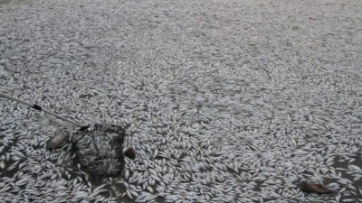 Так почему же в реках Тяньцзиня появились тонны мёртвой рыбы?