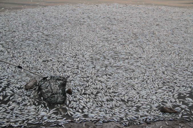 На берегах реки Хайхэ в Тяньцзине появились тонны мёртвой рыбы, 20 августа 2015 года. Фото: ChinaFotoPress/Getty Images | Epoch Times Россия