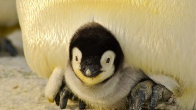 Лысый пингвинёнок стал изгоем в своей семье. Вернуть расположение ему помогли люди!