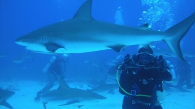 (Видео) Дайвер кормит с рук самых агрессивных тигровых акул. Это круто, но не повторяйте!