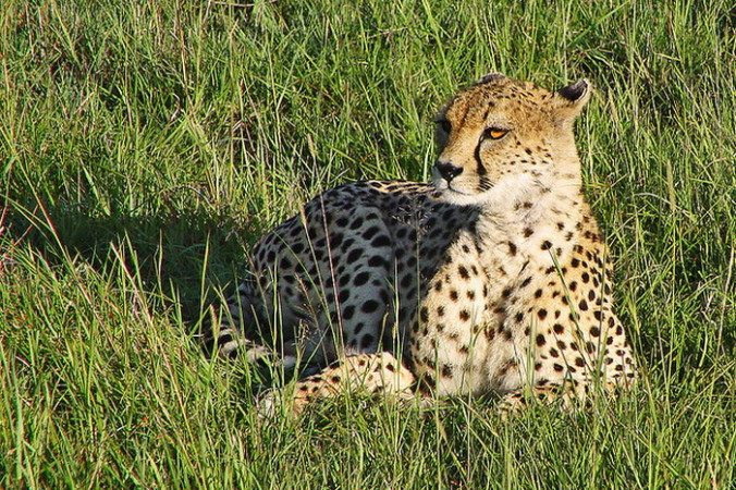 Гепард. Фото: Tambako The Jaguar/flickr.com/CC BY-ND 2.0 | Epoch Times Россия