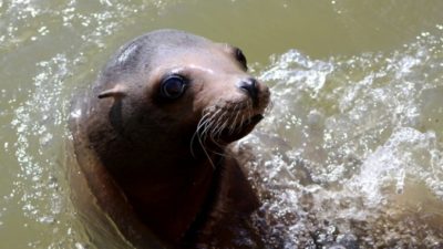 (Видео) Учёные удивлены, что тюлени умеют громко хлопать под водой