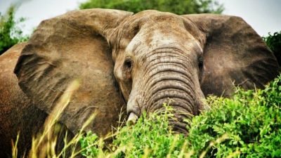300 скорбящих слонов пришли проститься с погибшим вожаком стада