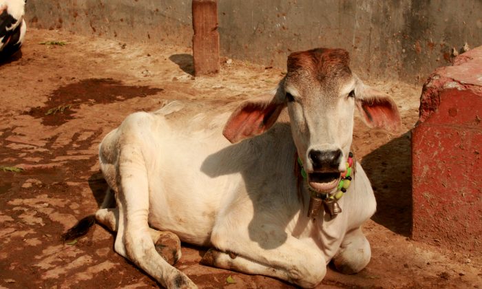 Корова в приюте для брошенных, осиротевших и недееспособных коров в деревне Кишангарх, Нью-Дели, Индия, 3 февраля 2015 г. (Venus Upadhayaya / Epoch Times) | Epoch Times Россия