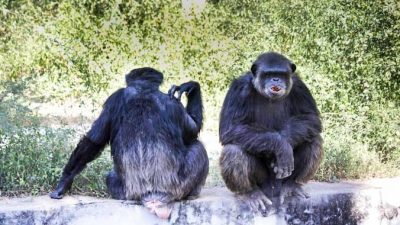 В США запретили опыты на шимпанзе