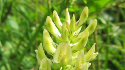 Астрагал ― удивительное растение  китайской медицины
