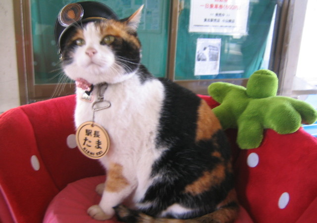 Начальник станции Киши, Япония — кот Тама. Фото: Sanpei/Japanese Wikipedia/https://creativecommons.org/licenses/by-sa 3.0 | Epoch Times Россия